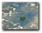 [Click to enlarge]
